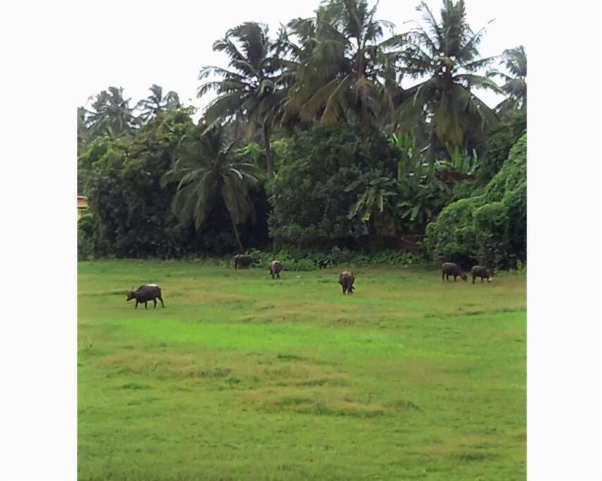 Cockerel Homestay - Traditional Beach Village - Goa كِناكونا المظهر الخارجي الصورة